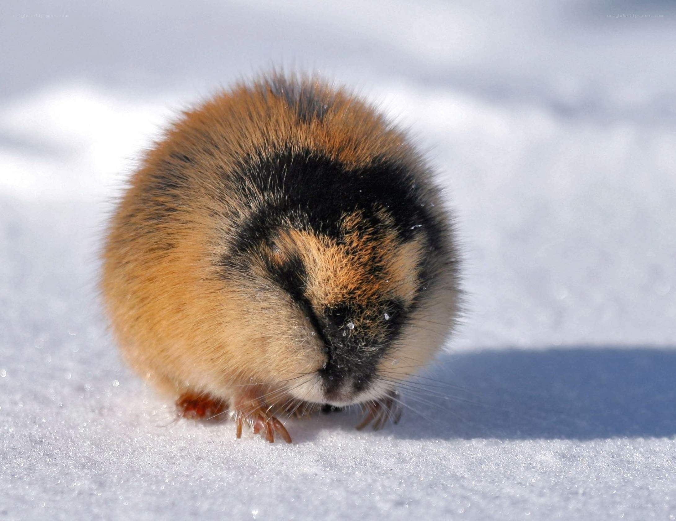 Arctic ground squirrel in snow