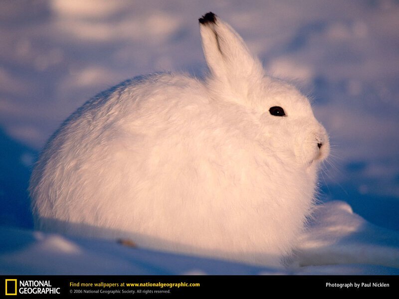 Arctic hare in snow