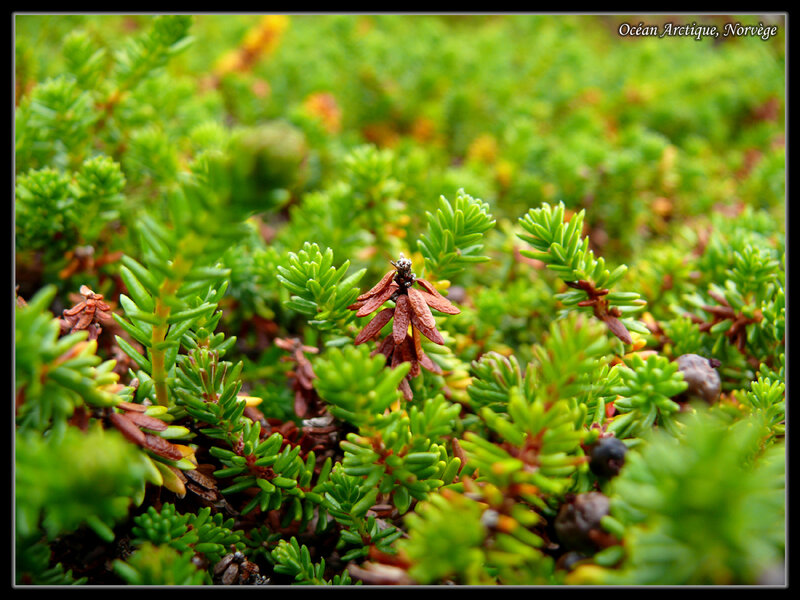 Arctic plant life in Norway