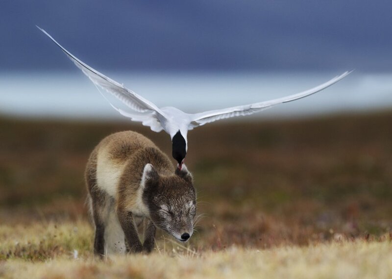 Arctic tern attacks fox