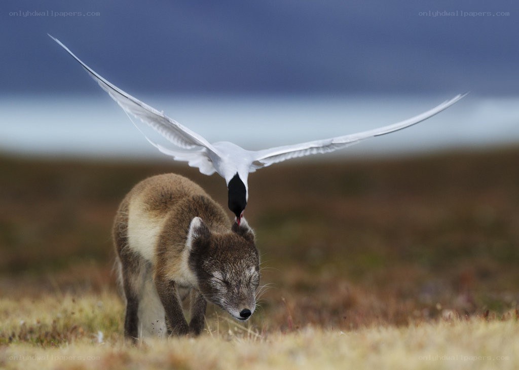 Arctic tern attacks fox