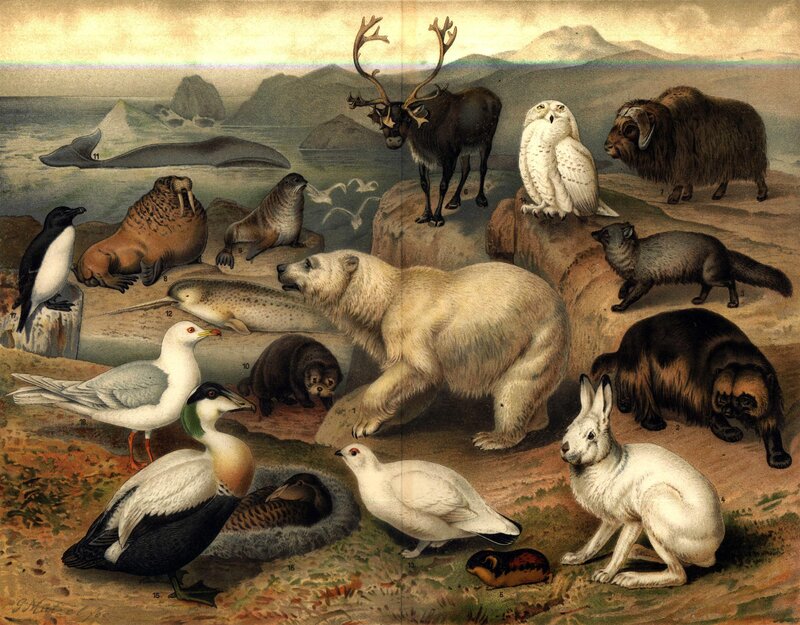 Arctic wildlife illustration