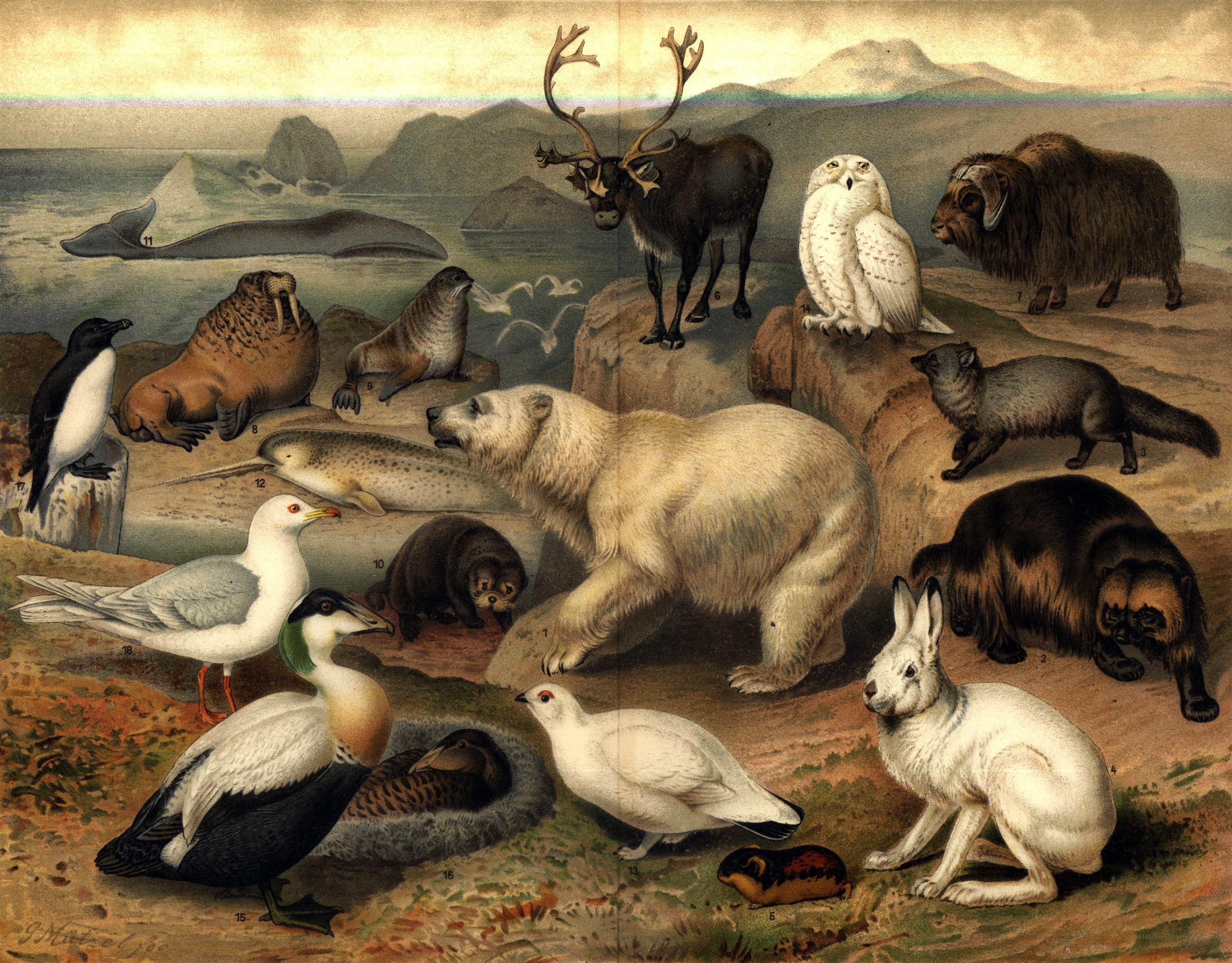 Arctic wildlife illustration
