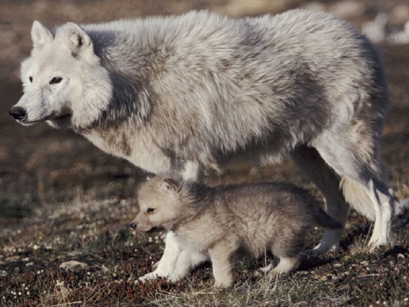 Arctic Wolf and Pup