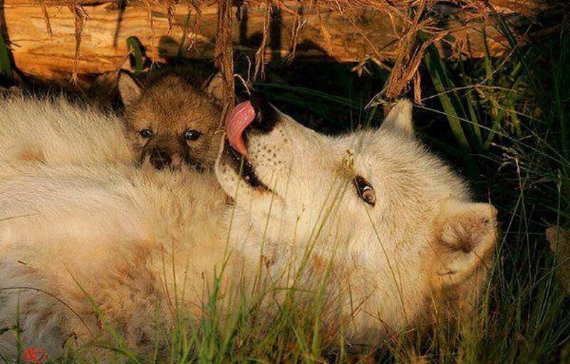 Arctic Wolf and Pup — White, Calm, Sunset