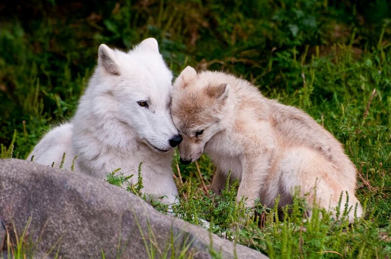 Arctic Wolf and Pup — White, Calm