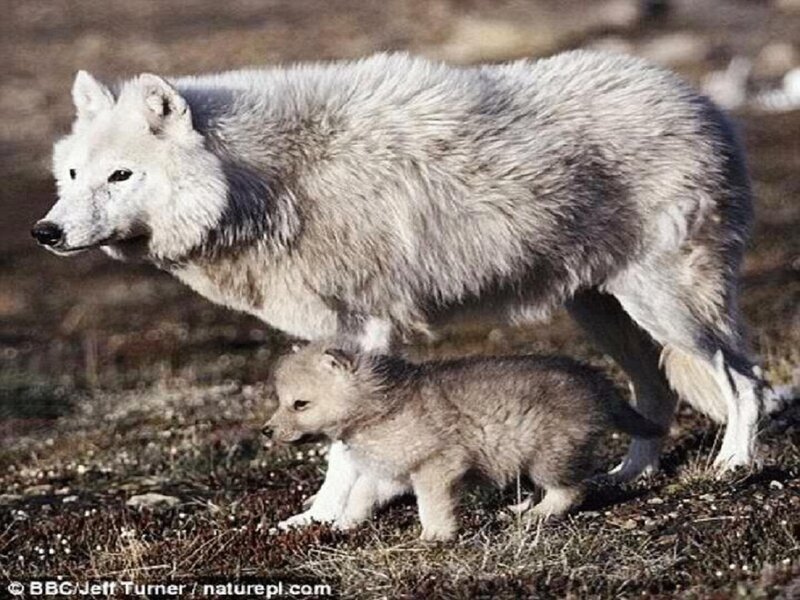 Arctic Wolf and Pup — White, Natural