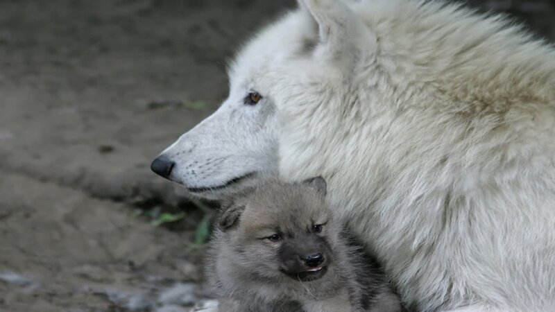 Arctic Wolf and Pup — White