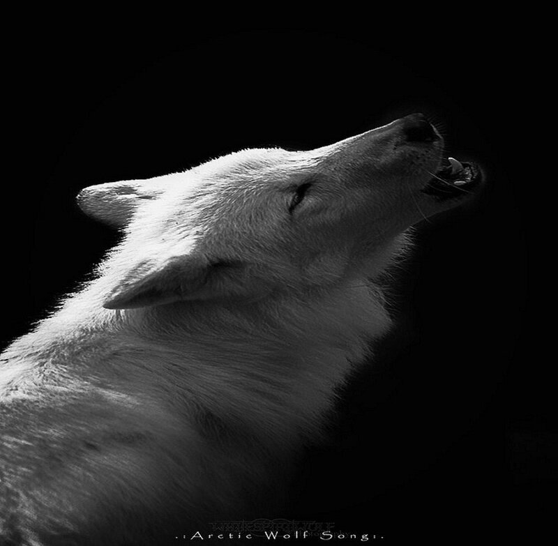 Arctic Wolf Howling