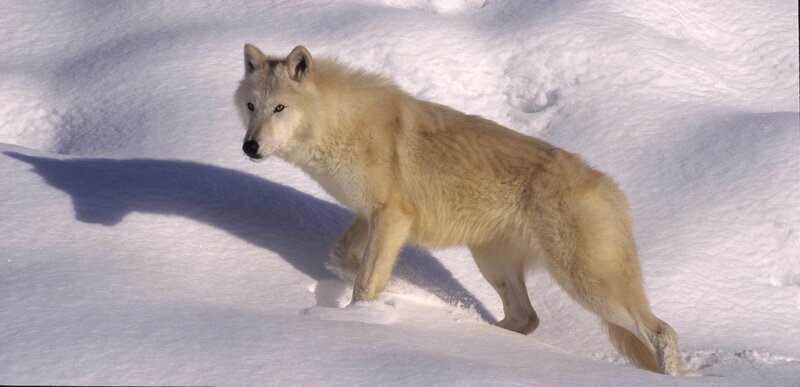 Arctic wolf in snow