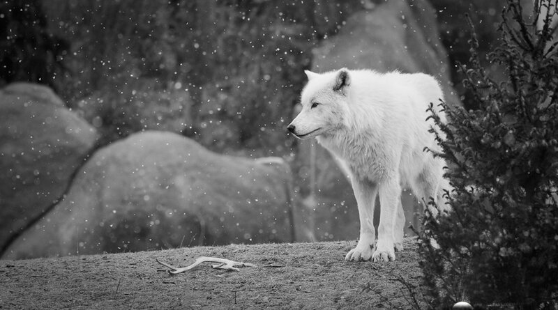 Arctic Wolf in Snow — Black