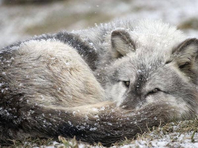 Arctic Wolf in Snow — White