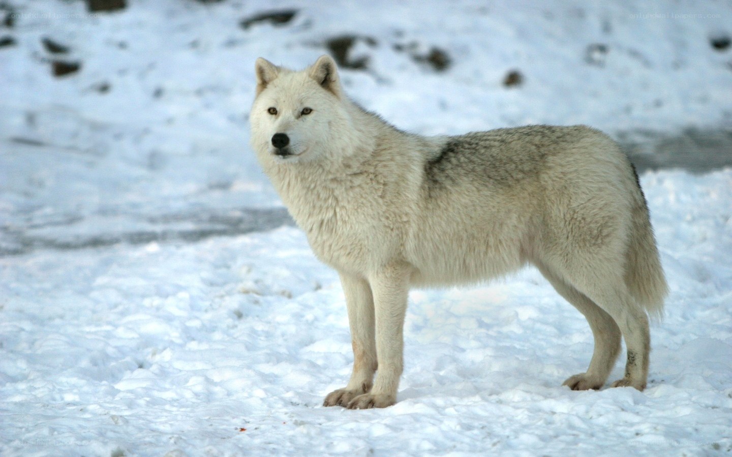 Arctic wolf in snow