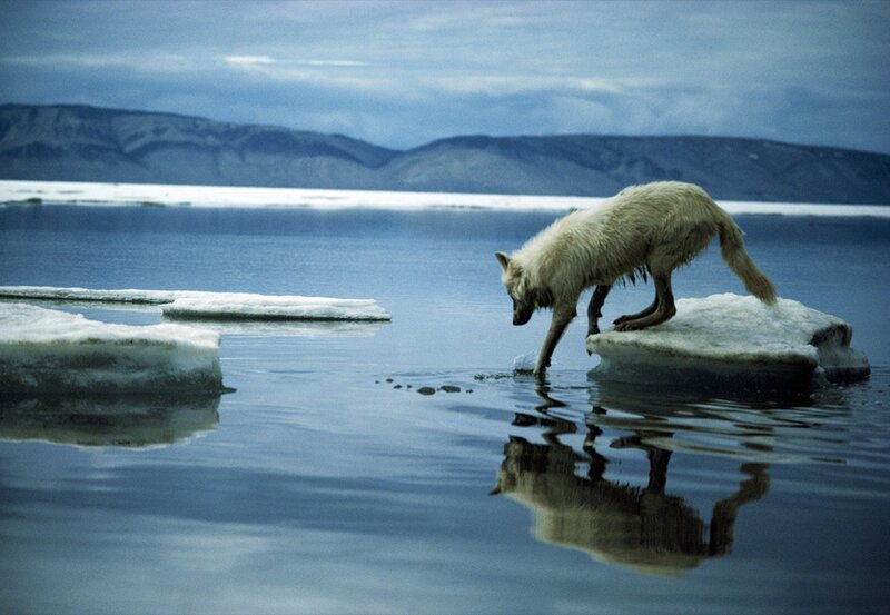 Arctic wolf on ice floe