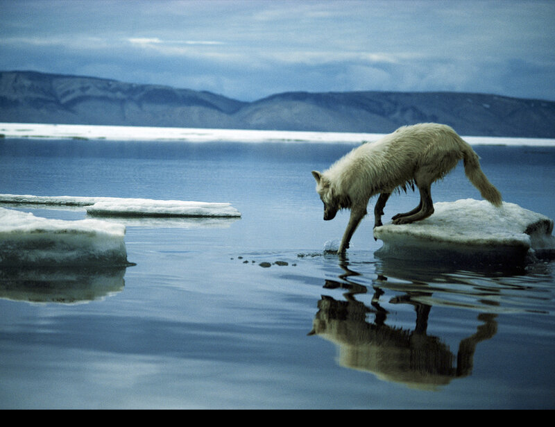 Arctic wolf on ice floe