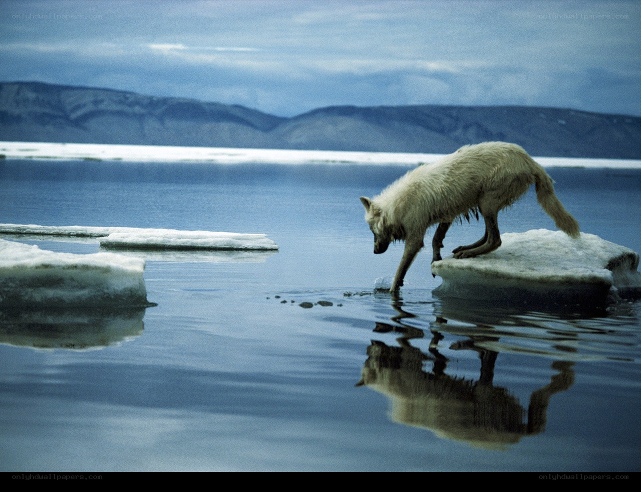 Arctic wolf on ice floe