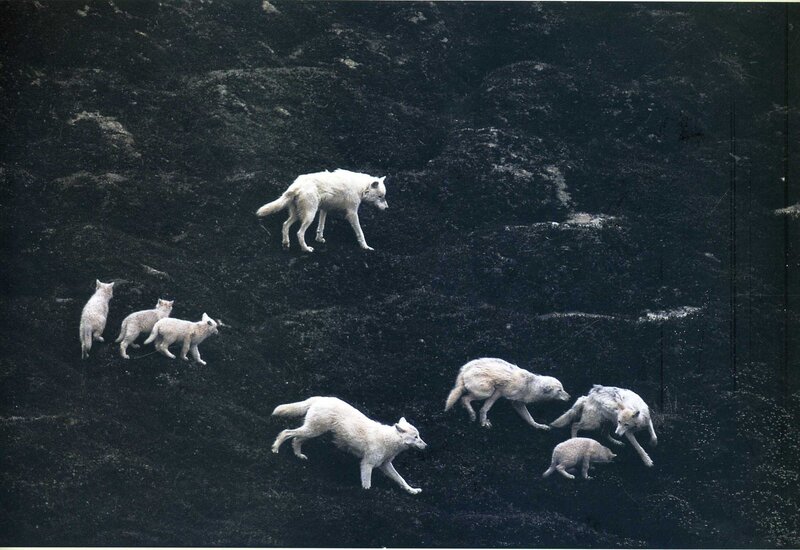 Arctic wolf pack on dark terrain