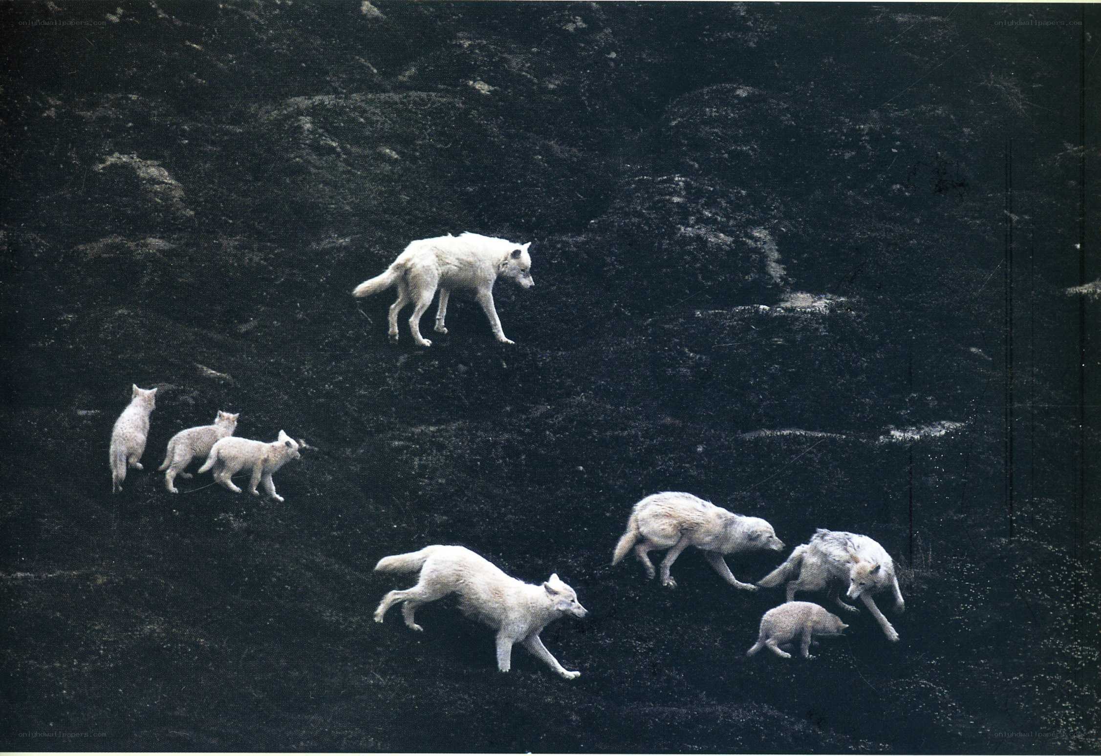 Arctic wolf pack on dark terrain