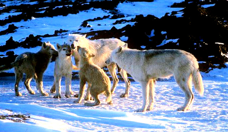 Arctic Wolf Pack