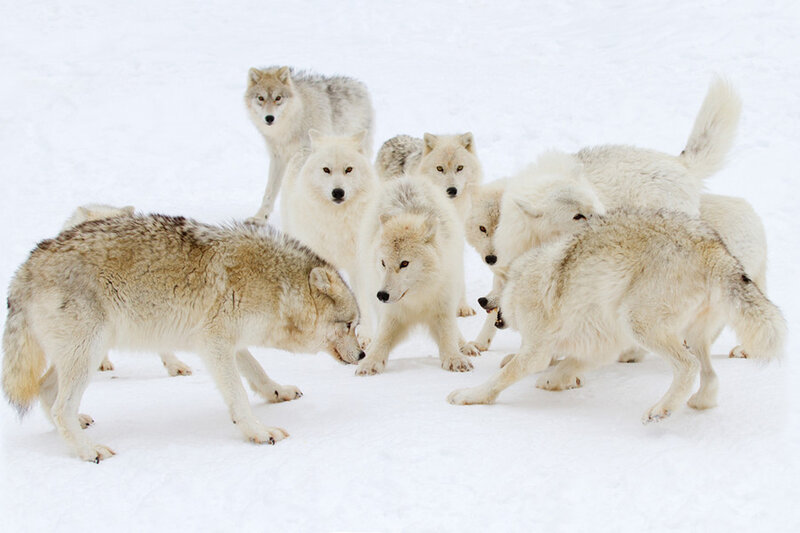 Arctic Wolf Pack — White, Alert