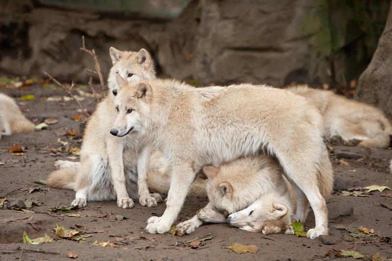 Arctic Wolf Pack — White, Calm, Autumn