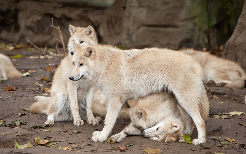 Arctic Wolf Pack — White, Calm