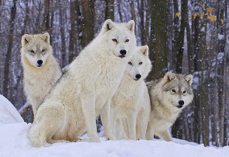 Arctic Wolf Pack — White