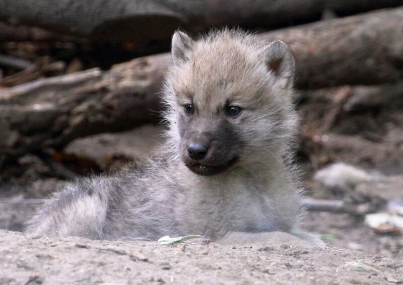 Arctic Wolf Pup — Gray