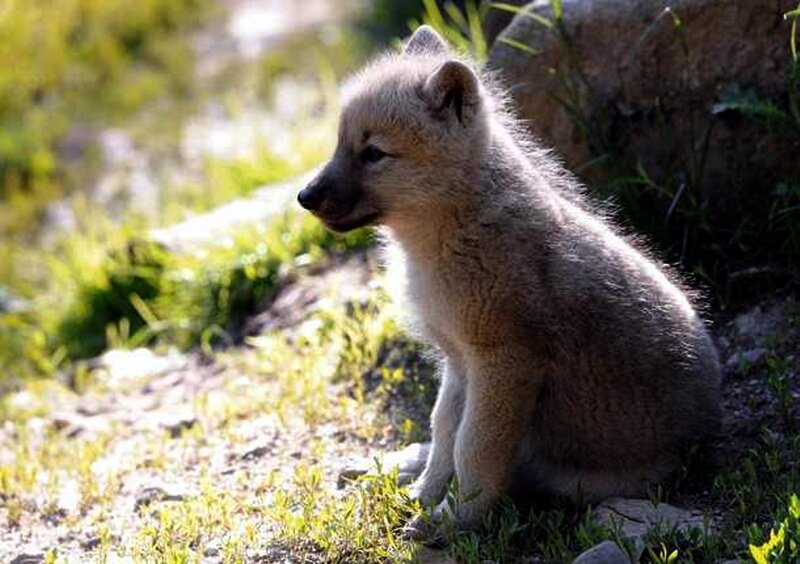 Arctic Wolf Pup