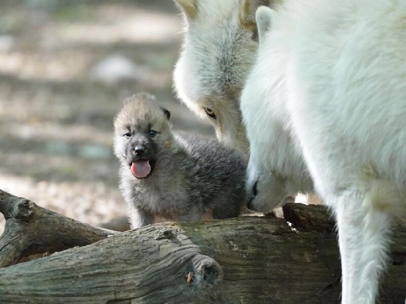 Arctic Wolf Pup — White