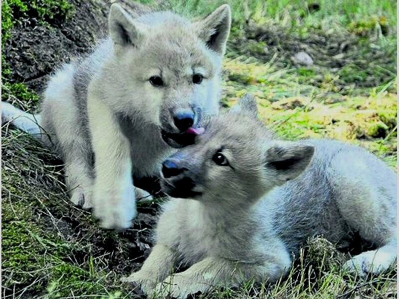 Arctic Wolf Pups
