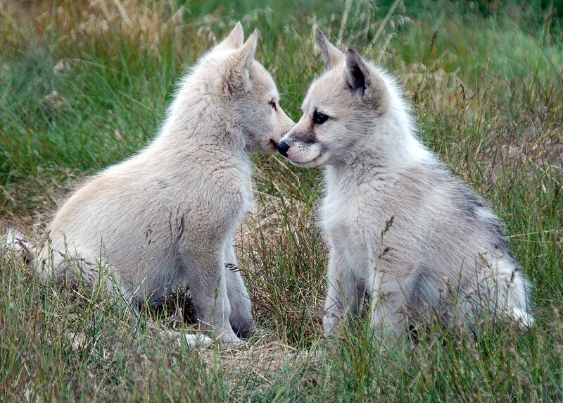 Arctic Wolf Pups — White, Calm, Afternoon, Photograph