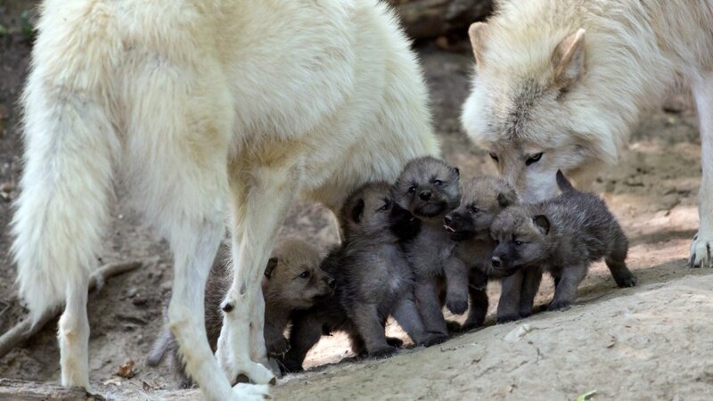 Arctic Wolf Pups — White, Calm, Afternoon