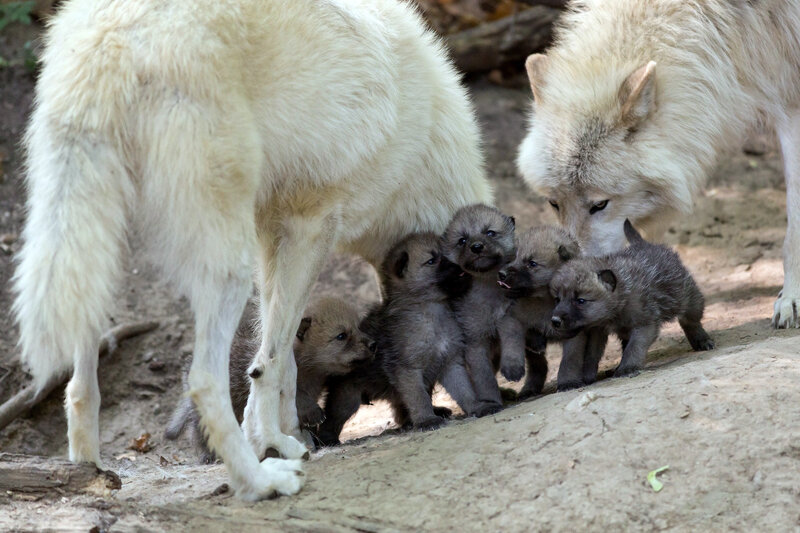 Arctic Wolf Pups — White, Calm