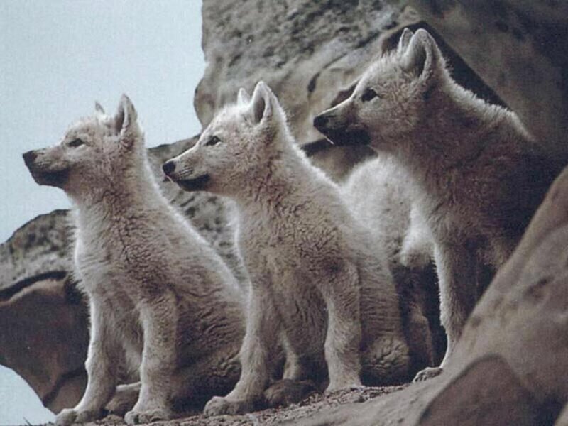 Arctic Wolf Pups — White