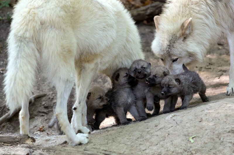 Arctic wolf pups with parents