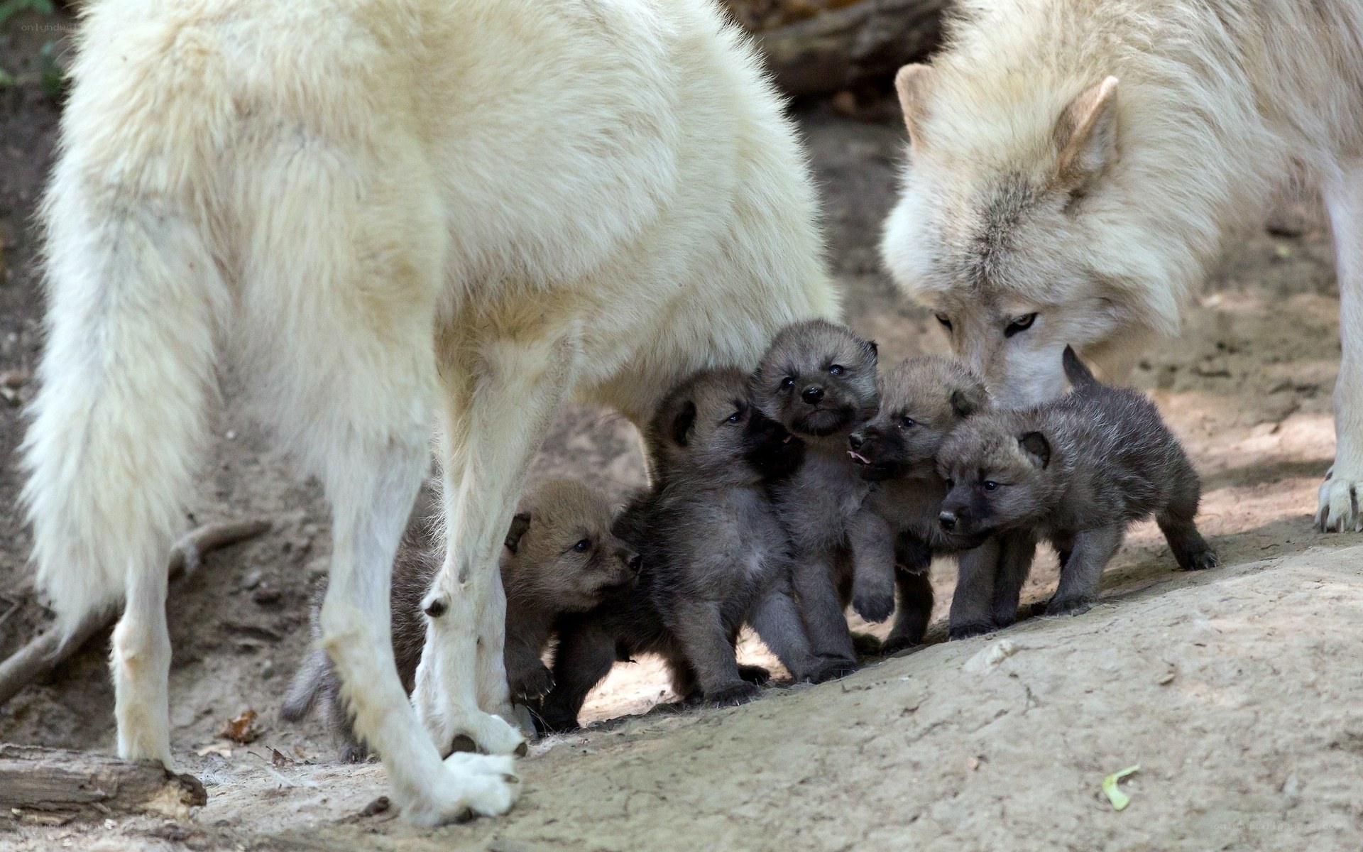 Arctic wolf pups with parents