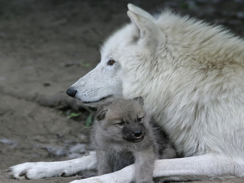 Arctic wolf with pup