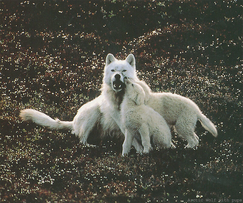 Arctic Wolf with Pups