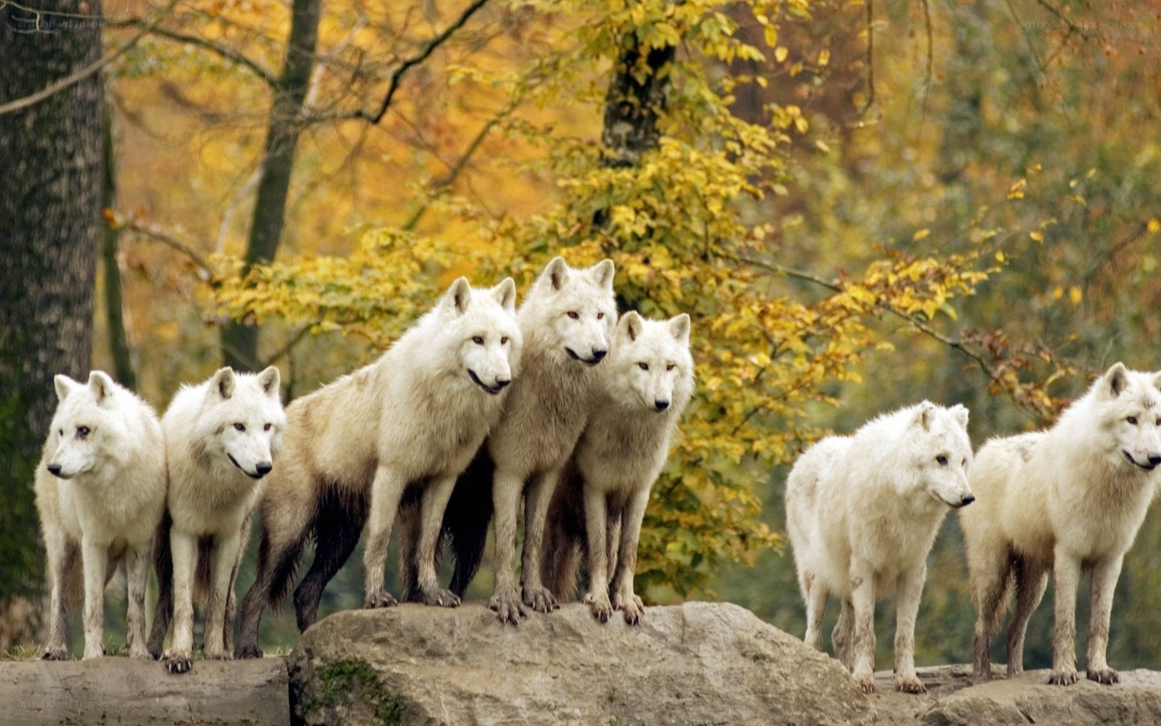 Arctic wolves in autumn forest