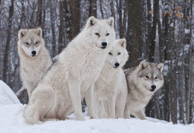 Arctic wolves in snow