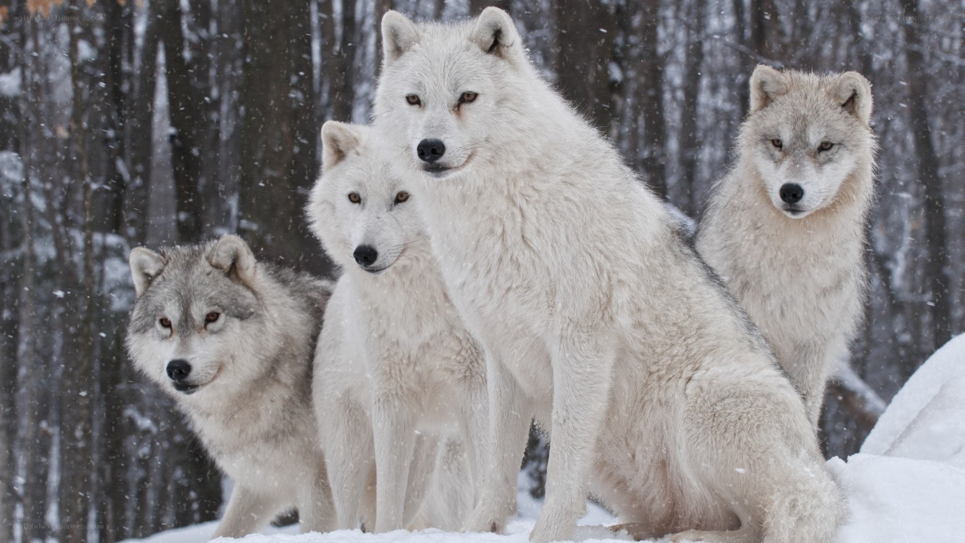 Arctic wolves in snow