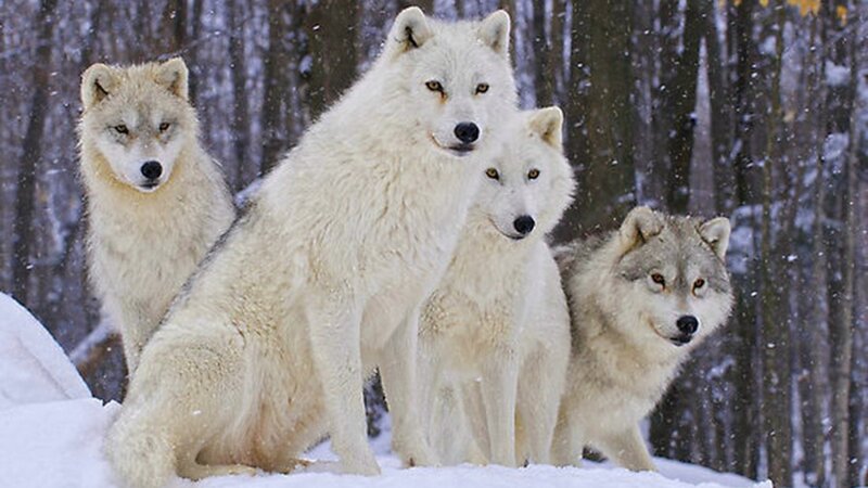 Arctic wolves in snow