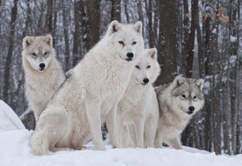 Arctic Wolves in Snow — White, Calm