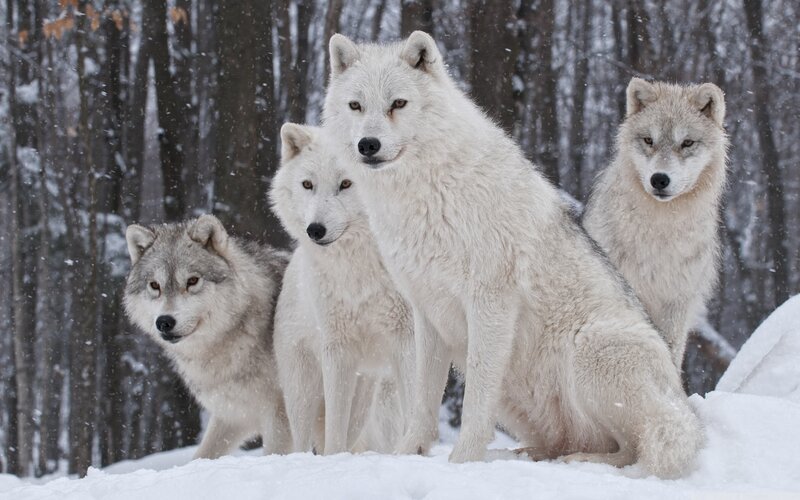 Arctic Wolves in Snow — White, Calm, Winter, Photograph