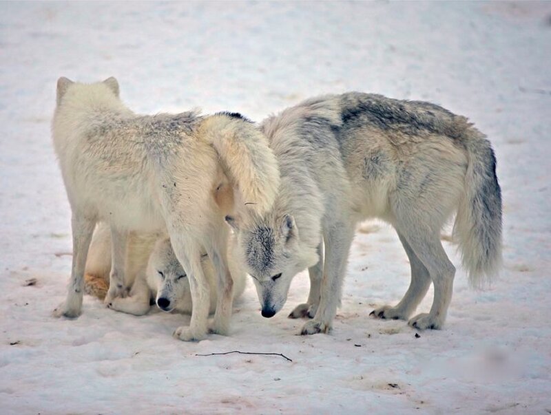 Arctic Wolves in Snow — White, Calm, Winter