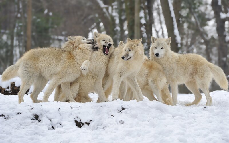 Arctic Wolves in Snow — White, Natural, Winter