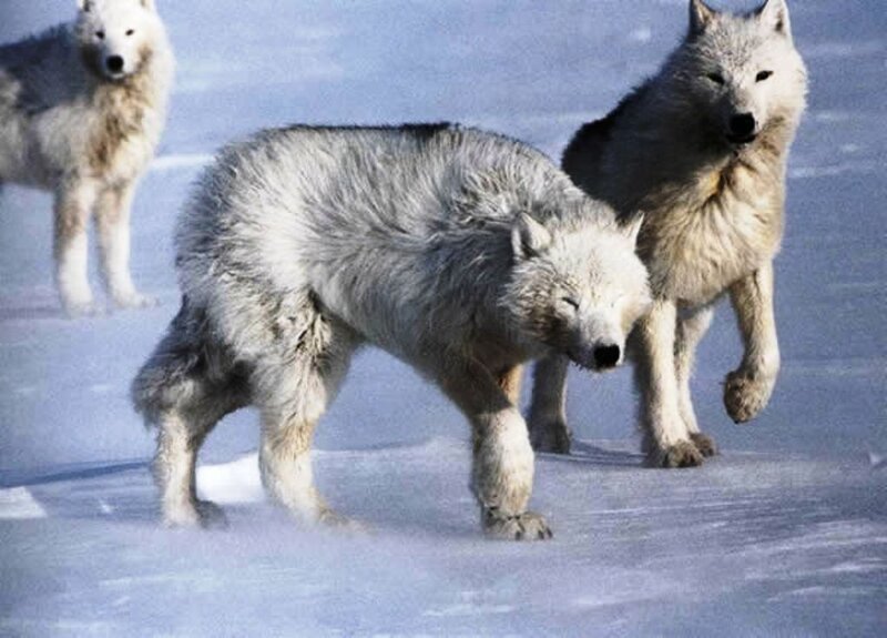 Arctic Wolves in Snow — White