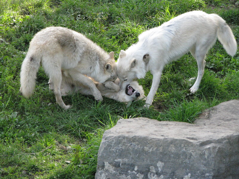 Arctic Wolves Playing