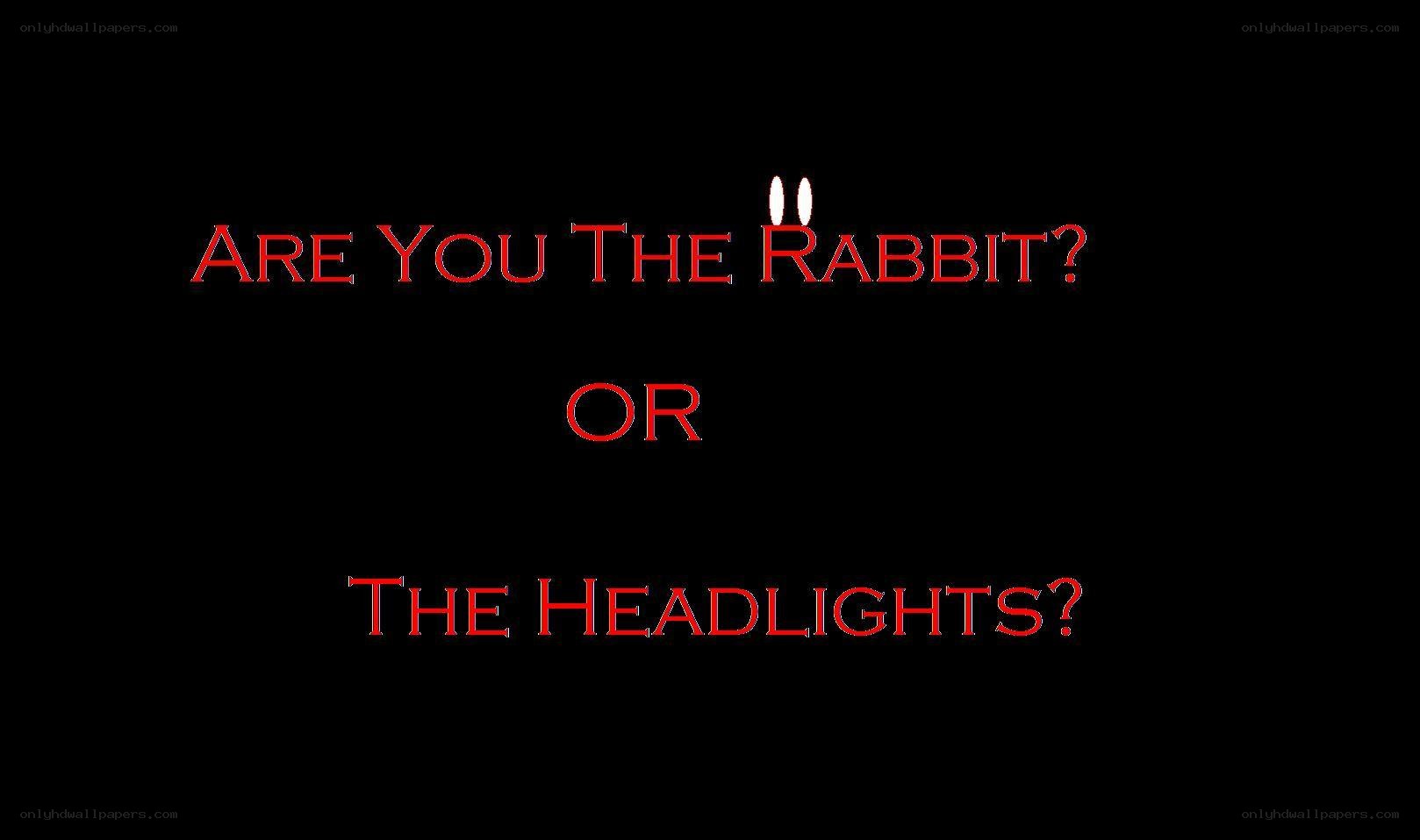 are you the rabbit or headlights